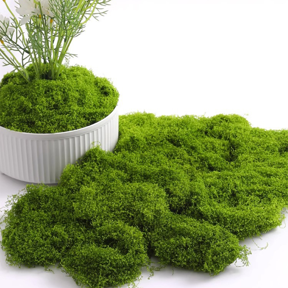 20/40/100g Eternal Life Moss D - Terrarium Moss Art 评论和价格