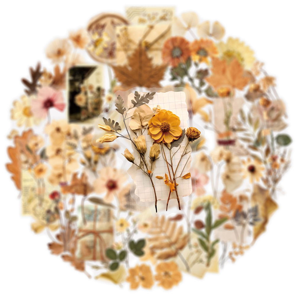10/30/50pcs Transparent Dried  - Dried Flower Bulk 评论和价格