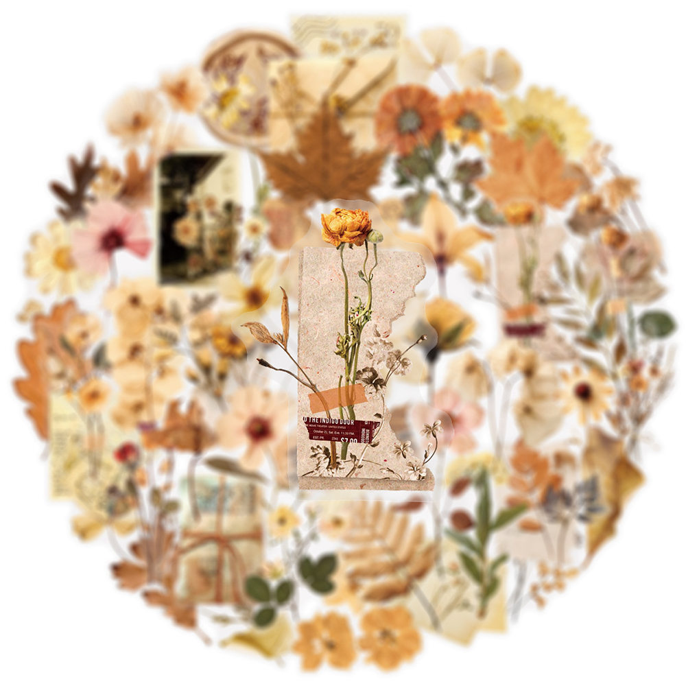 10/30/50pcs Transparent Dried  - Dried Flower Bulk 评论和价格